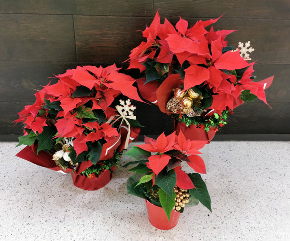 Poinsettias