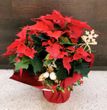 Poinsettias