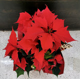 Poinsettias