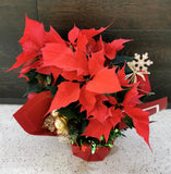 Poinsettias