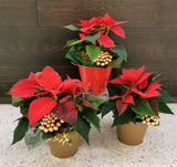 Poinsettias