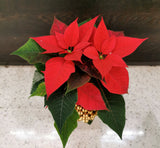 Poinsettias