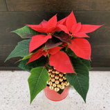 Poinsettias