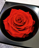 Preserved rose in box