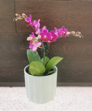 Phalaenopsis orchids pot plant (mini)