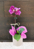 Phalaenopsis orchids pot plant (mini)