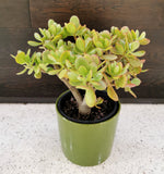 Jade plant potted